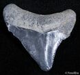 Small Bone Valley Megalodon Tooth #2436-1